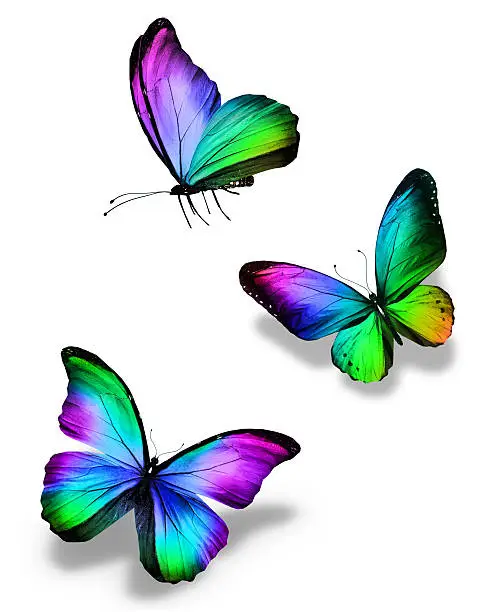 Three color butterflies, isolated on white