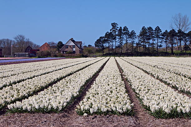 istock Landscape: Bulb-field of Hyacinths 531308090