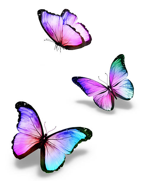 istock Three violet butterflies, isolated on white 531308119