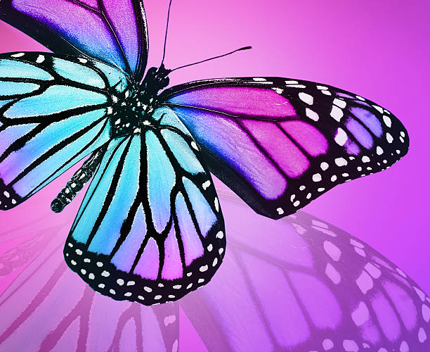 istock Blue violet butterfly on violet background 531308249