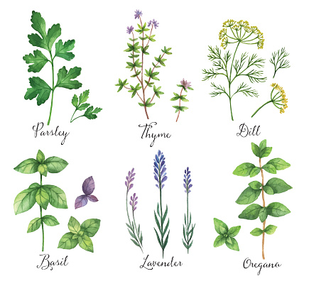Watercolor vector hand painted set with wild herbs and spices.
