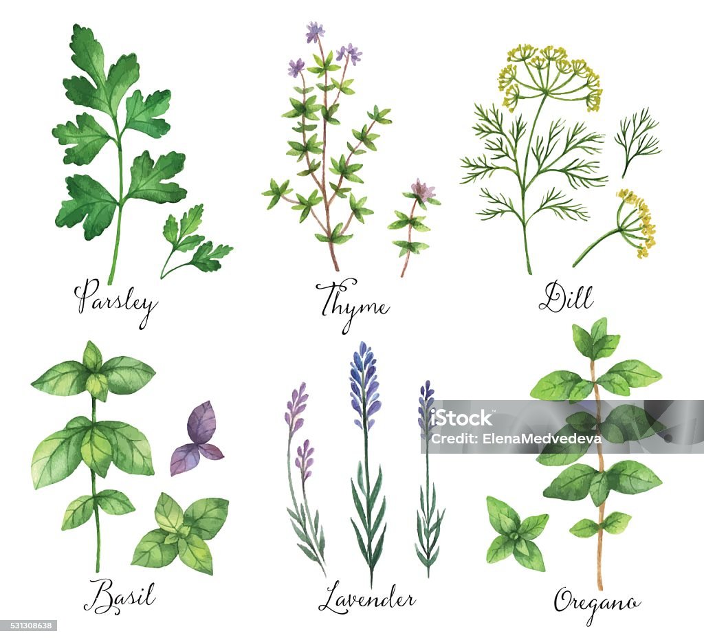 Watercolor vector hand painted set with wild herbs and spices. Watercolor vector hand painted set with wild herbs and spices. The perfect design for greeting card, skrabbuking, menus, packaging, kitchen decor, cosmetics, natural and organic products. Design for food, farmers production and medicine. Herbal Medicine stock vector
