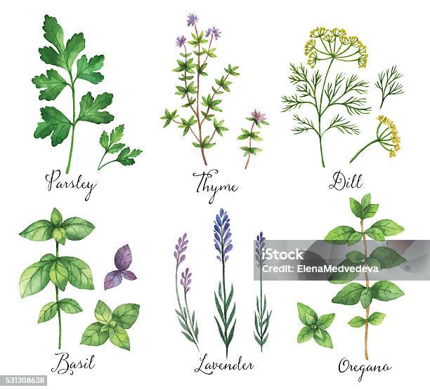 Watercolor Vector Hand Painted Set With Wild Herbs And Spices Stock Illustration - Download Image Now