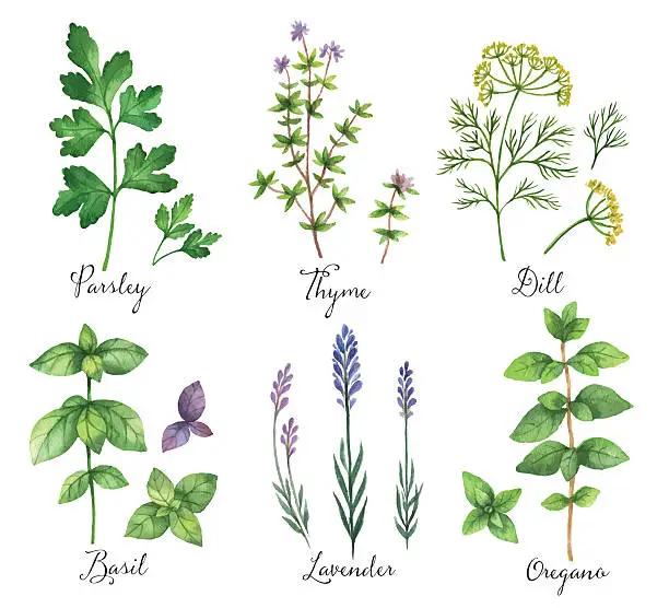 Vector illustration of Watercolor vector hand painted set with wild herbs and spices.