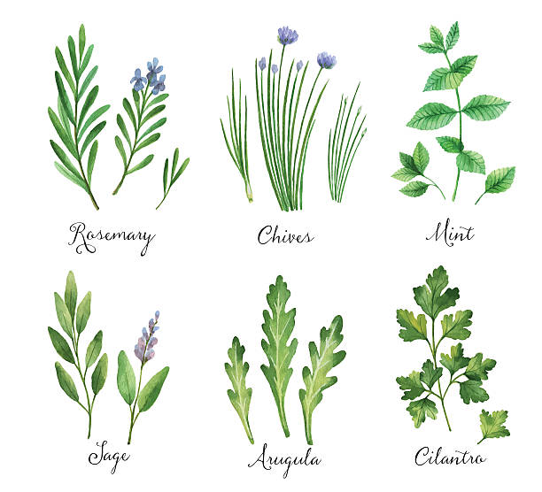 ilustrações de stock, clip art, desenhos animados e ícones de aguarela vector conjunto de pintados à mão com ervas aromáticas secas e especiarias selvagem. - fresh coriander