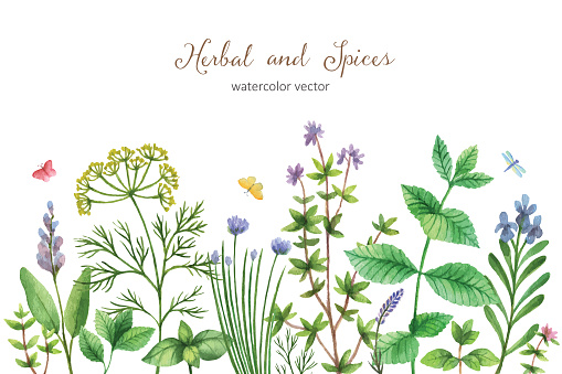 Watercolor vector hand painted banner with wild herbs and spices. The perfect design for greeting card, skrabbuking, menus, packaging, kitchen decor, cosmetics, natural and organic products. Background with space for text.