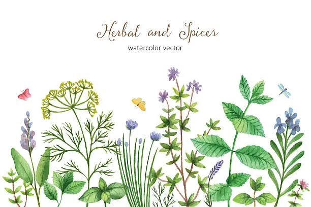 Vector illustration of Watercolor vector hand painted banner with wild herbs and spices.