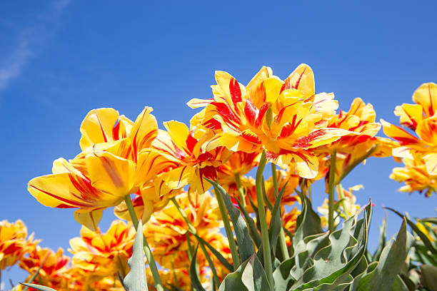 istock Yellow and red tulips with a blue sky 531309522