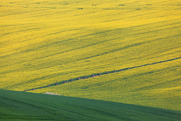 istock Beautiful yellow rapeseed fields in South Moravia 531310244