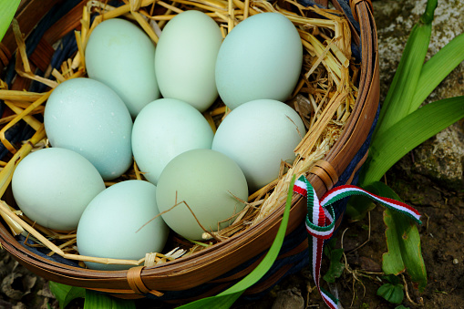  Araucana egg, blue eggs in basket