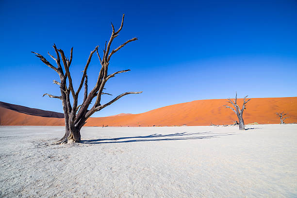 istock Trees in Deadvlei, or Dead Vlei, in Sossusvlei, Namibia 531311206