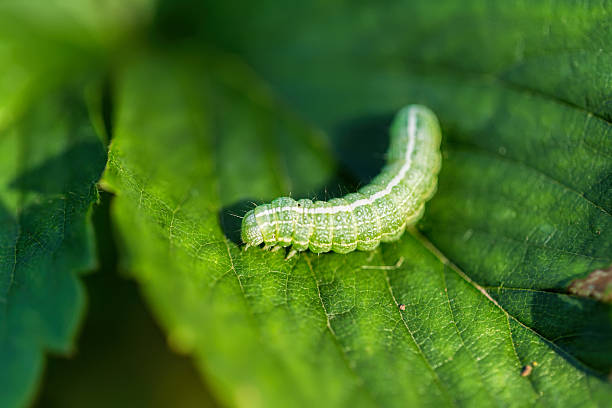 istock The big green caterpillar on a leaf 531311360