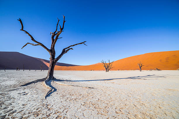 istock Trees in Deadvlei, or Dead Vlei, in Sossusvlei, Namibia 531311562