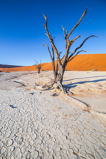 istock Trees in Deadvlei, or Dead Vlei, in Sossusvlei, Namibia 531311674