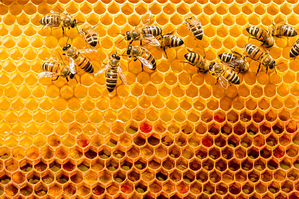 istock closeup of bees on honeycomb in apiary 531311796