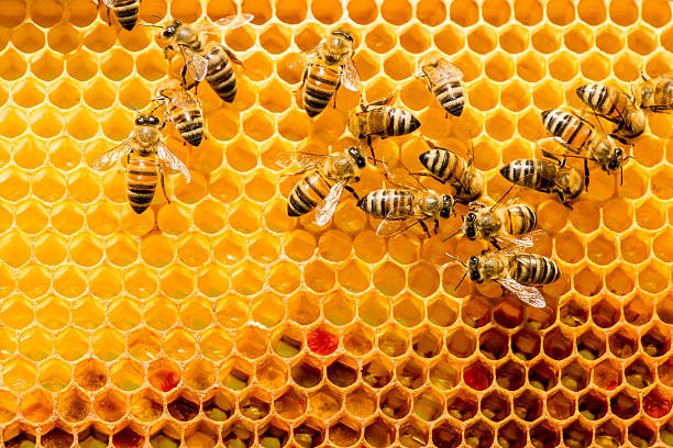 closeup of bees on honeycomb in apiary - bee stockfoto's en -beelden