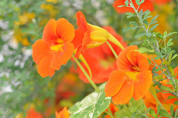 Bright nasturtium flowers with green colorful leaves.