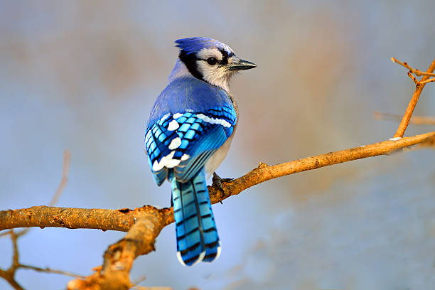 ghiandaia azzurra americana nella struttura - jay foto e immagini stock