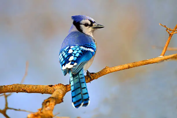 Photo of Blue Jay in Tree