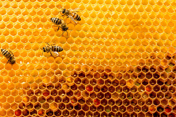 istock closeup of bees on honeycomb in apiary 531312724