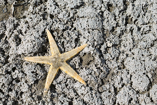 istock large starfish with five toes on the rock 531312950
