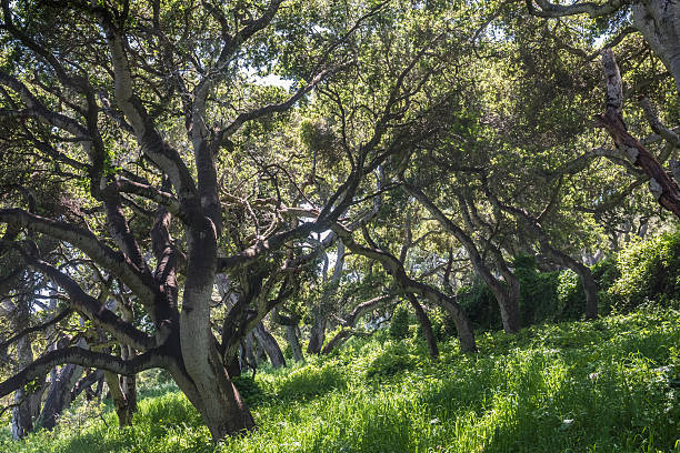 Coastal Live Oak Trees Coastal Live Oak trees (Quercus agrifolia) line a hiking trail in the hills of Monterey, California, as light shines through the branches leaving a contrasting pattern on the ground. gnarly wood texture stock pictures, royalty-free photos & images