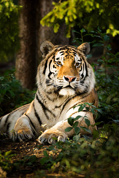 Resting tiger in forest late afternoon Portrait of tiger laying and resting in the forest under the last sunbeams late afternoon. To FIND MORE  siberian tiger photos stock pictures, royalty-free photos & images