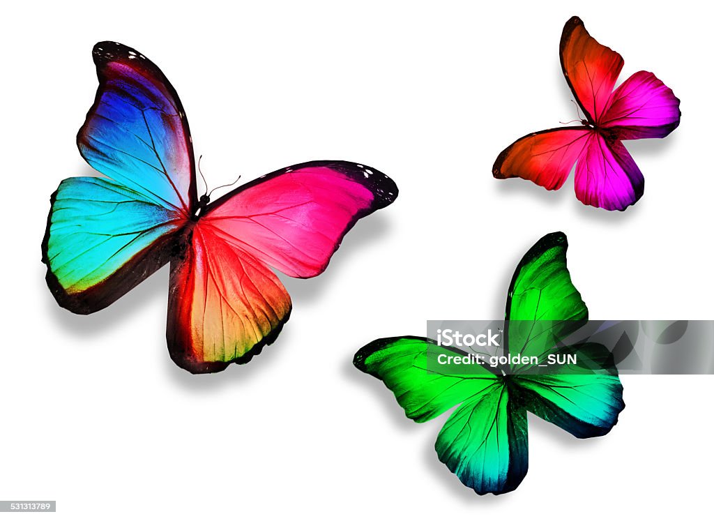 Three green butterfly "morpho", isolated on white background Three color butterfly, isolated on white background 2015 Stock Photo