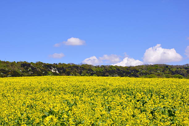 istock Oilseed rape field landscape, North downs, Kent 531314368