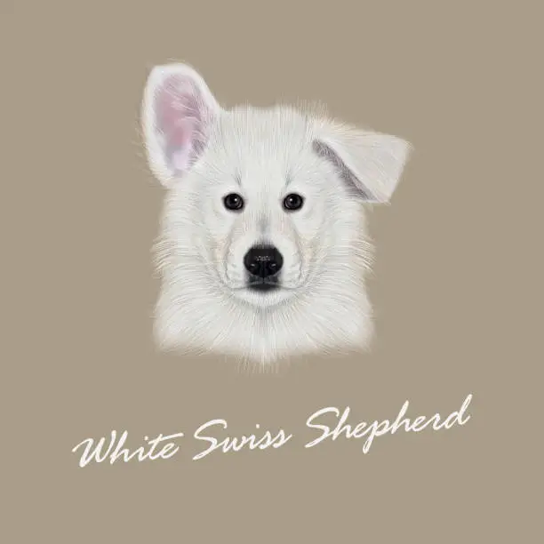Vector illustration of Vector Illustrated Portrait of White Swiss Shepherd dog