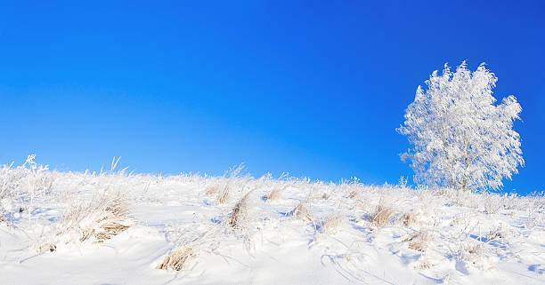 сельских зимний пейзаж с голубое небо панорама с полем - landscape tree field solitude стоковые фото и изображения