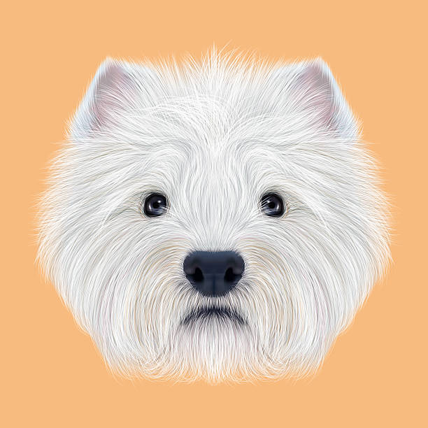 ilustrações, clipart, desenhos animados e ícones de ilustrado retrato de terrier branco west highland. - westy