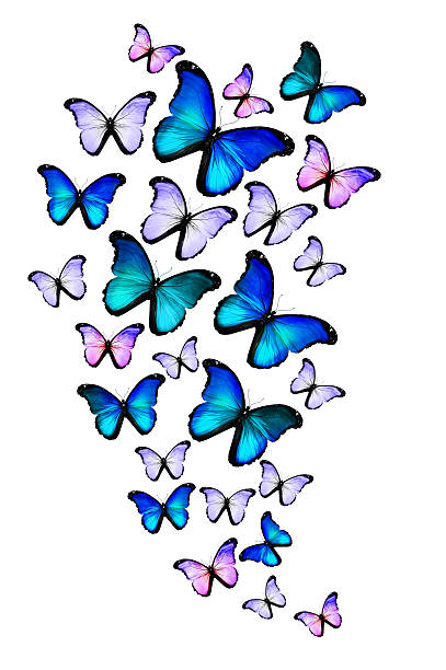 istock Many different butterflies, isolated on white background 531315393