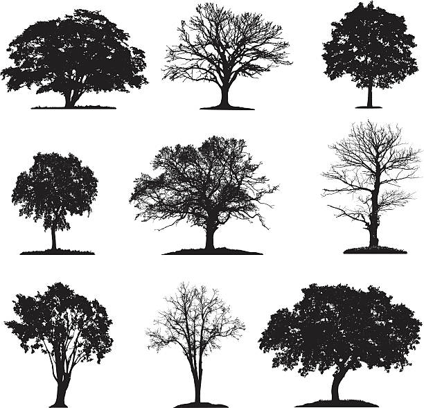 ilustraciones, imágenes clip art, dibujos animados e iconos de stock de colección de silueta de los árboles - isolated background objects