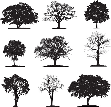 Trees silhouette collection in different layers