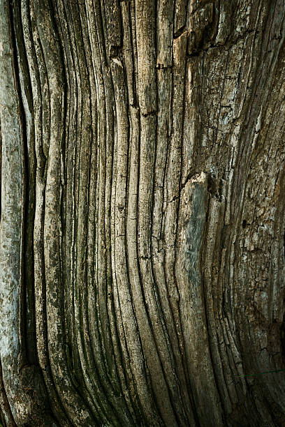 istock natural textured wood background weathered tree trunk 531316124