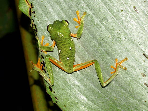 Little frog red-eyed tree frog (Agalychnis Callidryas) The famous red eyed tree frog (Agalychnis Callidryas) in Costa Rica. red amphibian frog animals in the wild stock pictures, royalty-free photos & images