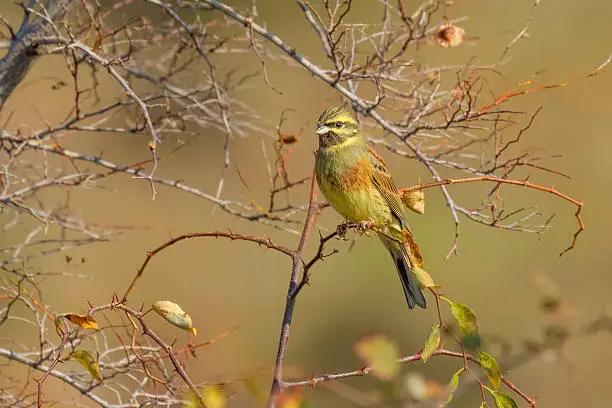 Perched Cirl Bunting