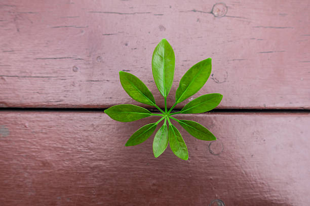 istock Young plant come from the wood plank. 531317618