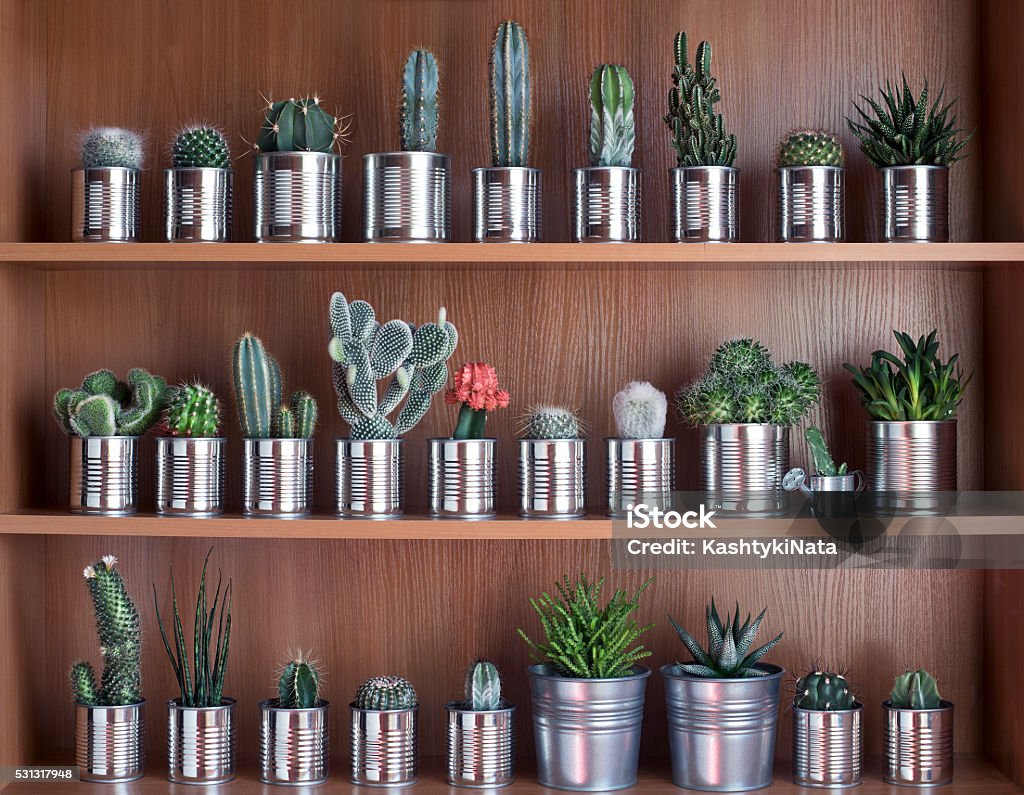 Cactus and succulents on shelf Cactus and succulents on shelf. Recycle aluminum can Succulent Plant Stock Photo