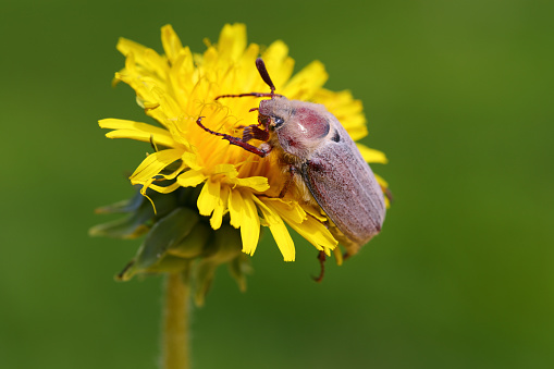 The may-bug sits on a dandelion.