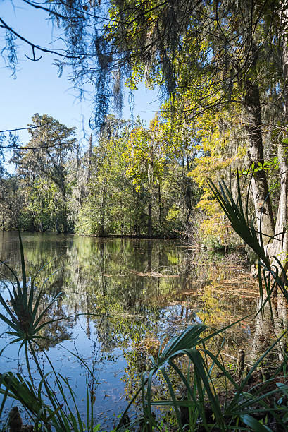 istock Wetland in South Carolina with trees 531318845
