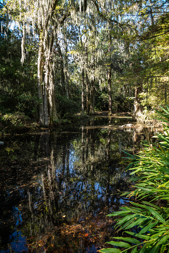 Moss hanging on trees over a swamp in South Carolina and reflections of the trees in the water