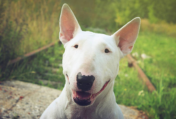 istock English bullterrier walks outdoors 531319196