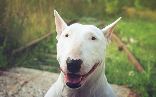 istock English bullterrier walks outdoors 531319232