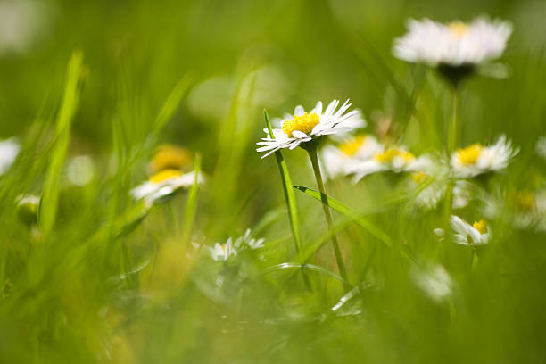 gänseblümchen im feld, nahaufnahme, sonnig - wildflower spring close up daisy stock-fotos und bilder