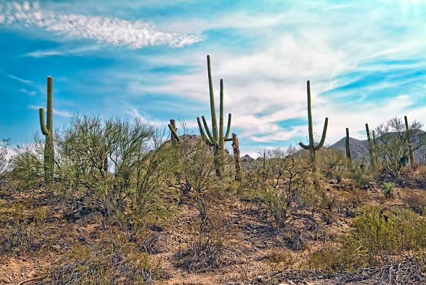 Saguaro National Park stock photo