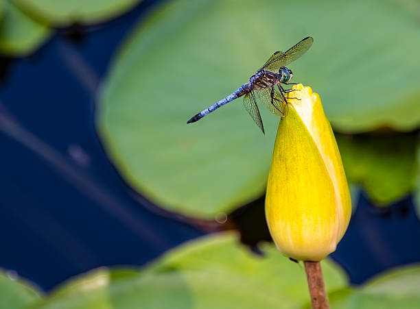 Blue Dragonfly stock photo