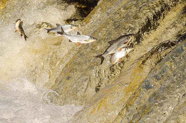 istock Fishes Jumping Up the Falls 531321402