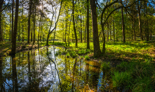 Tranquil pond deep in green forest idyllic summer woods panorama